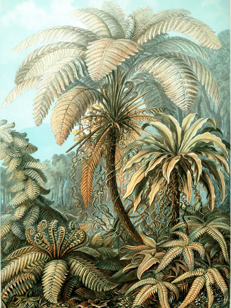 pteris quadriaurita plant showing characteristic features