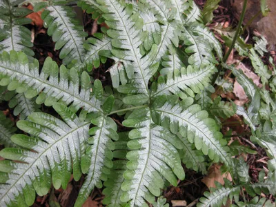 thumbnail pteris quadriaurita
