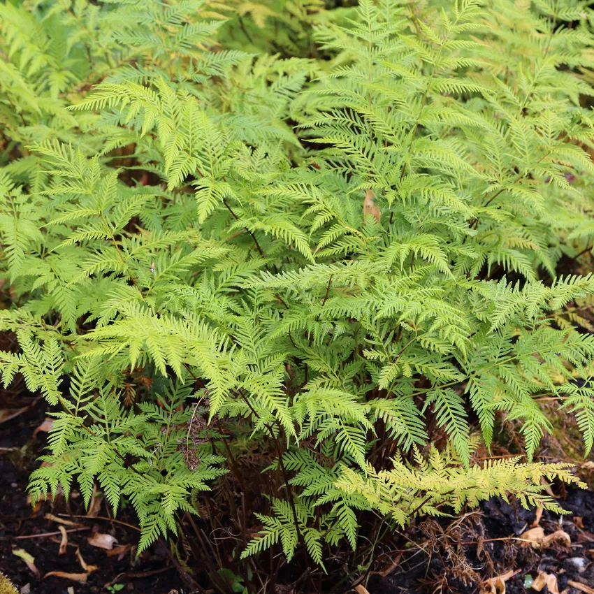 pteris tremula plant showing characteristic features