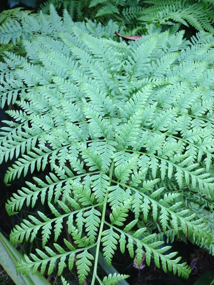 pteris tremula plant showing characteristic features
