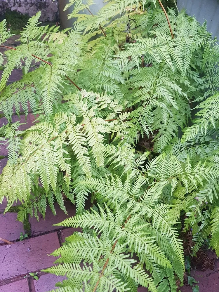 pteris tremula plant showing characteristic features