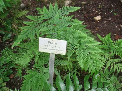 thumbnail pteris tremula