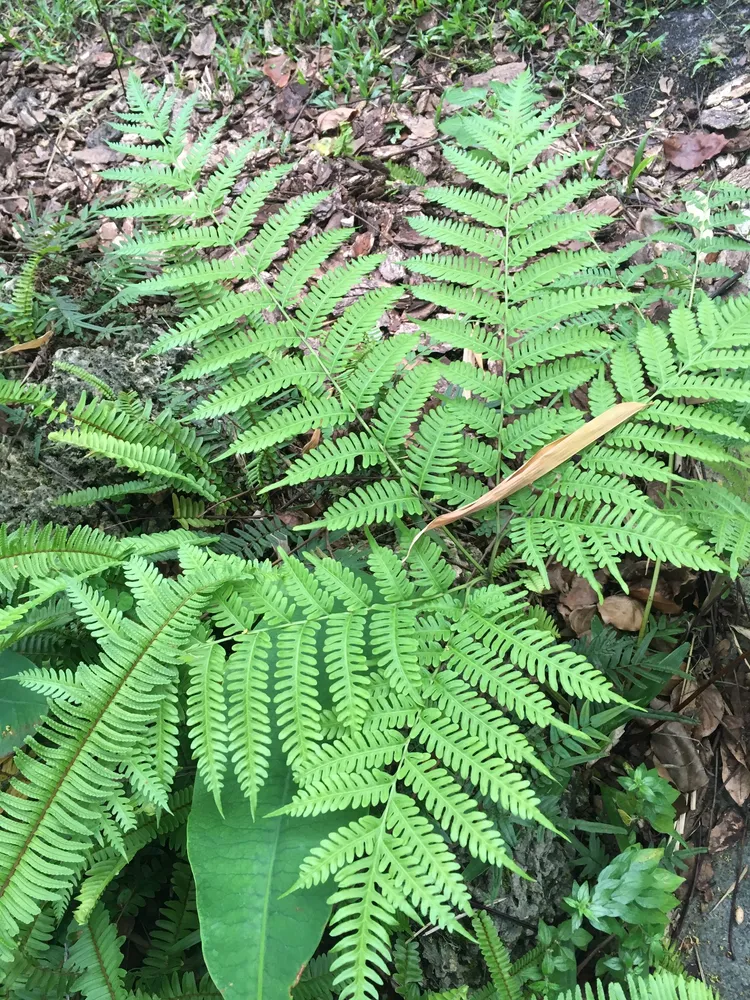pteris tripartita plant showing characteristic features