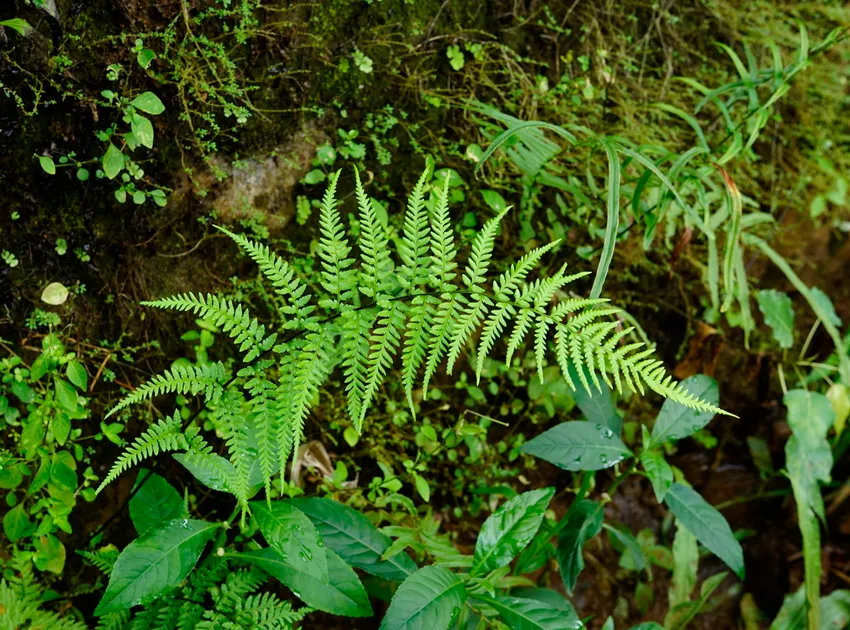 pteris tripartita plant showing characteristic features