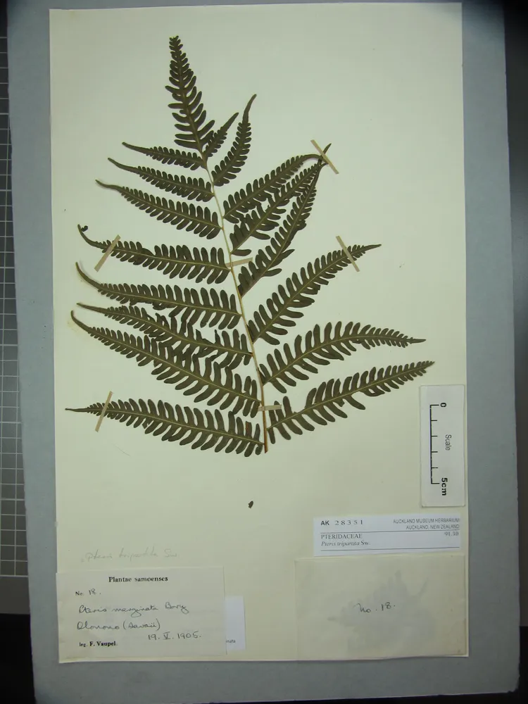pteris tripartita plant showing characteristic features