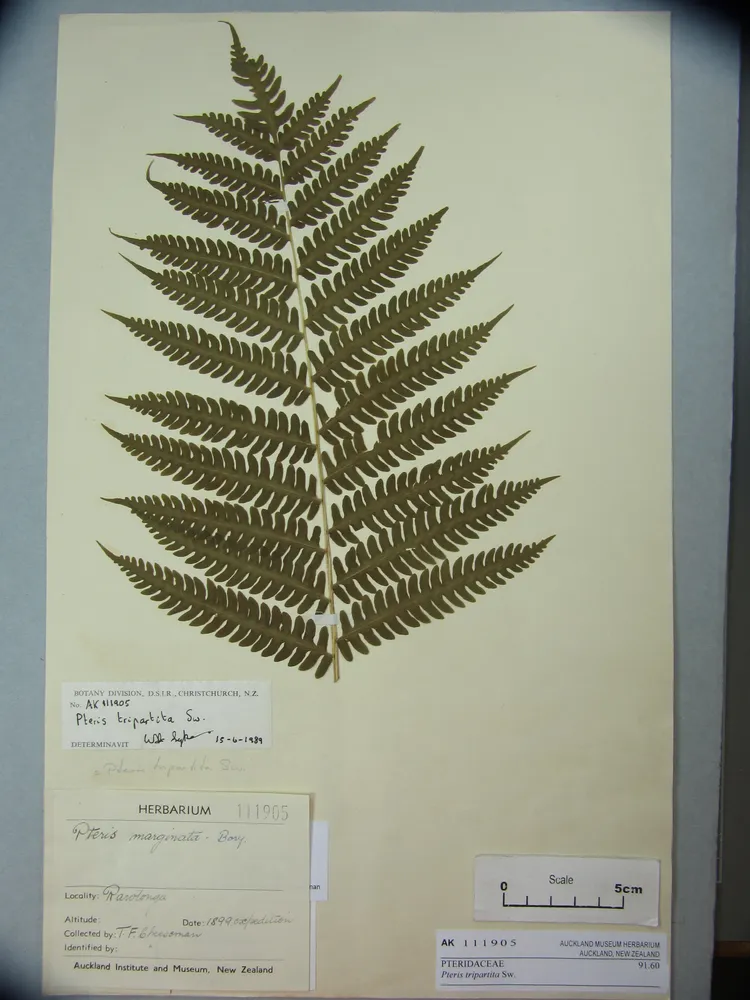 pteris tripartita plant showing characteristic features