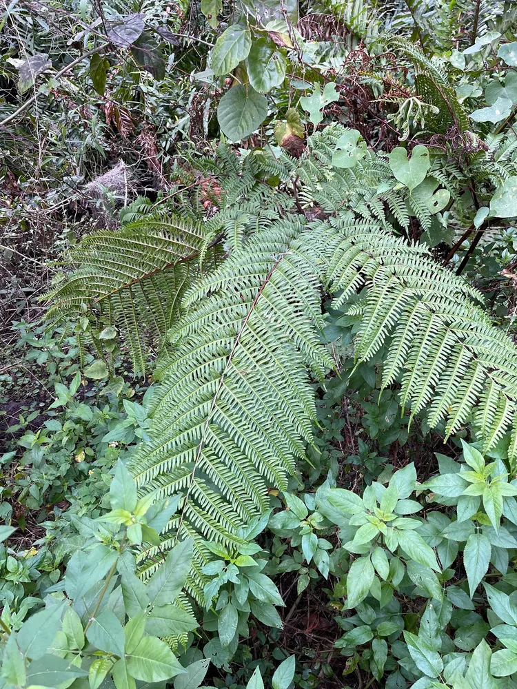 pteris tripartita plant showing characteristic features
