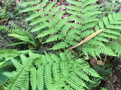 thumbnail pteris tripartita