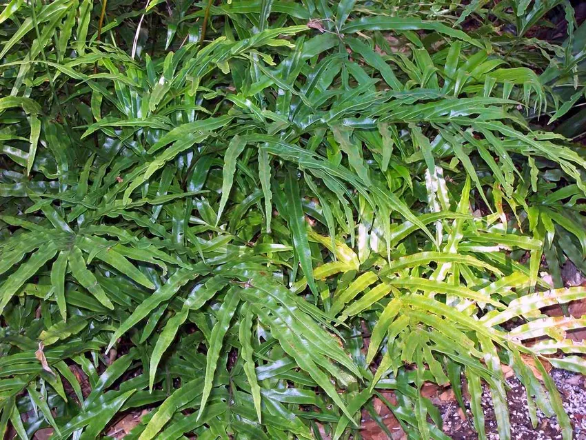 pteris umbrosa plant showing characteristic features