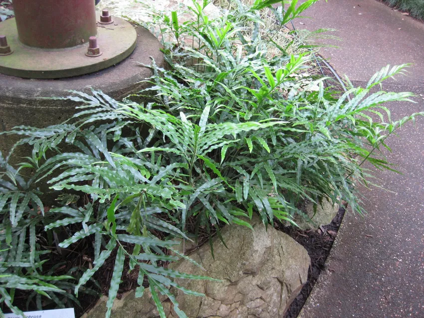 pteris umbrosa plant showing characteristic features