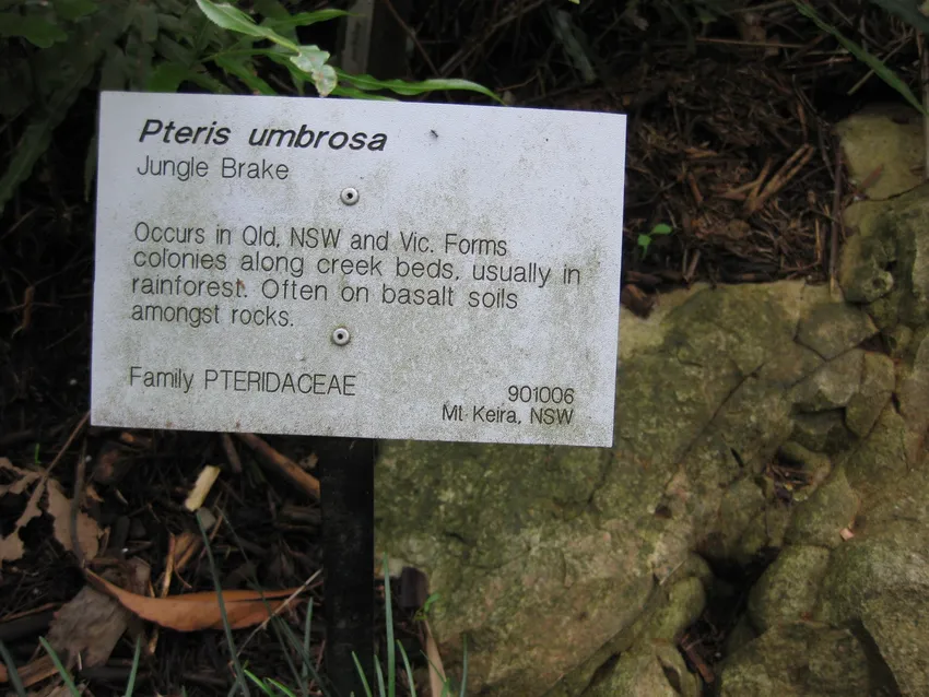 pteris umbrosa plant showing characteristic features