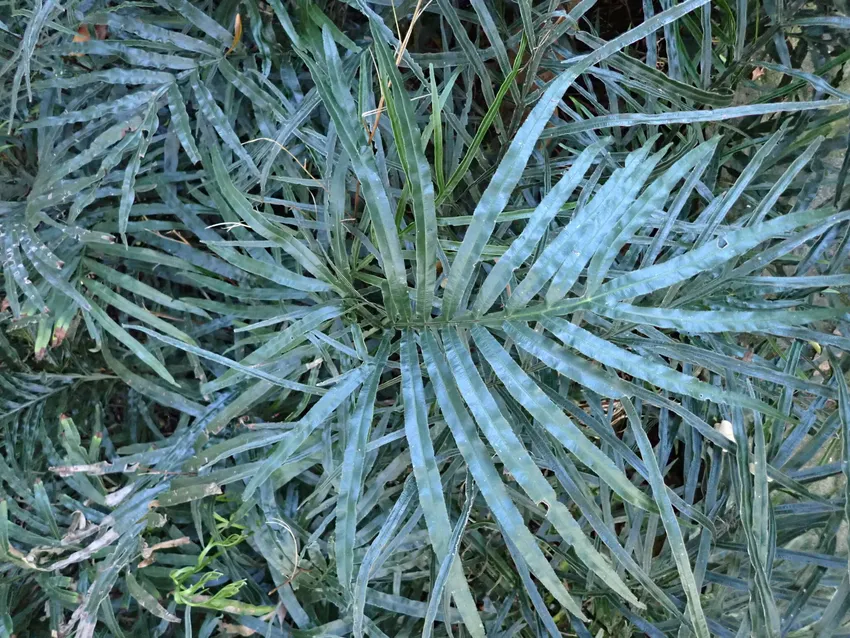 pteris umbrosa plant showing characteristic features