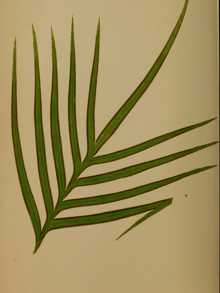 pteris umbrosa plant showing characteristic features