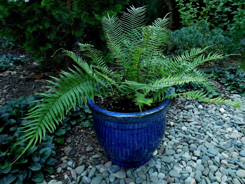 pteris vittata plant showing characteristic features