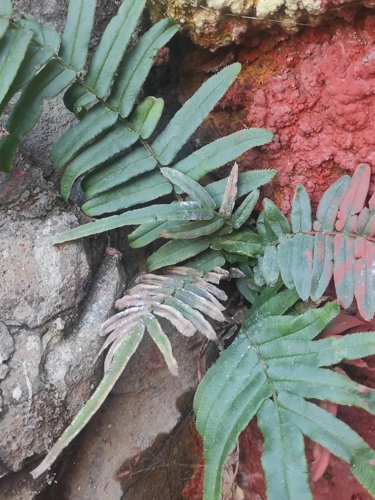 pteris vittata plant showing characteristic features