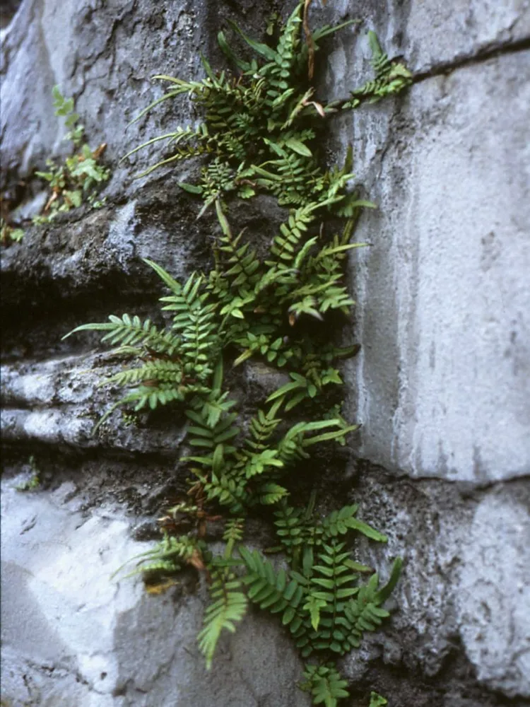 pteris vittata plant showing characteristic features