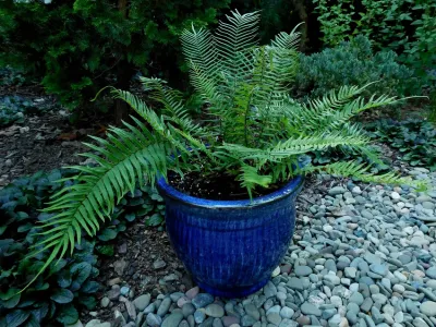 thumbnail pteris vittata