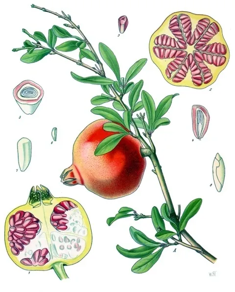 punica granatum plant showing characteristic features