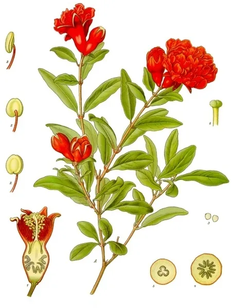punica granatum plant showing characteristic features