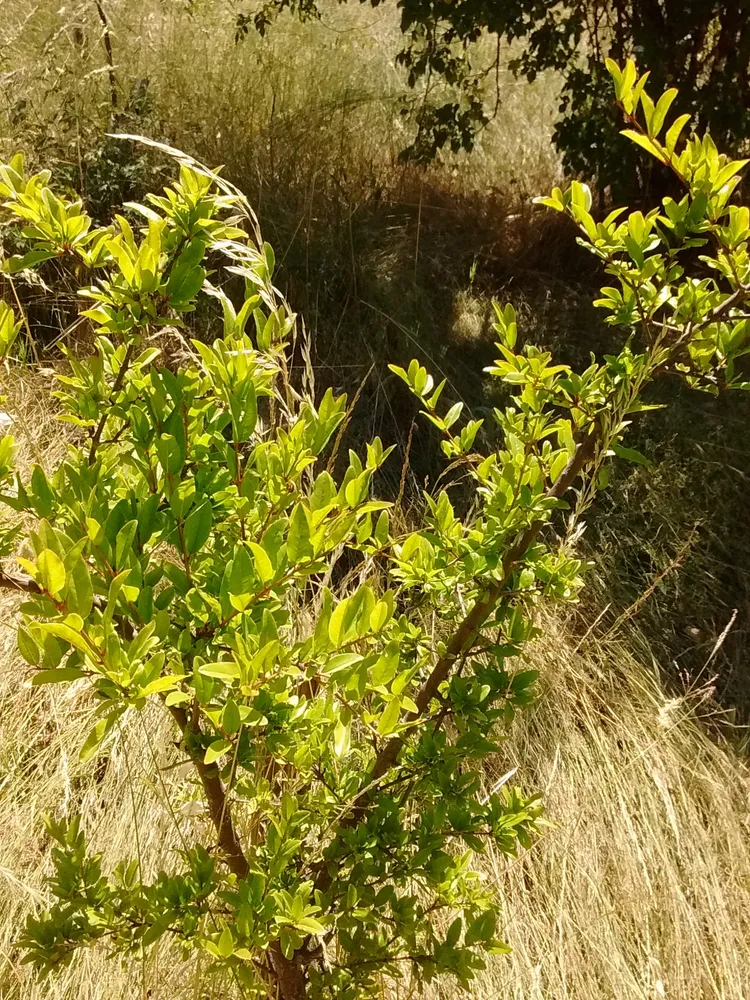 punica granatum plant showing characteristic features