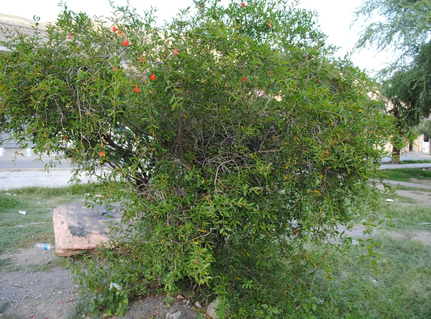 punica granatum plant showing characteristic features