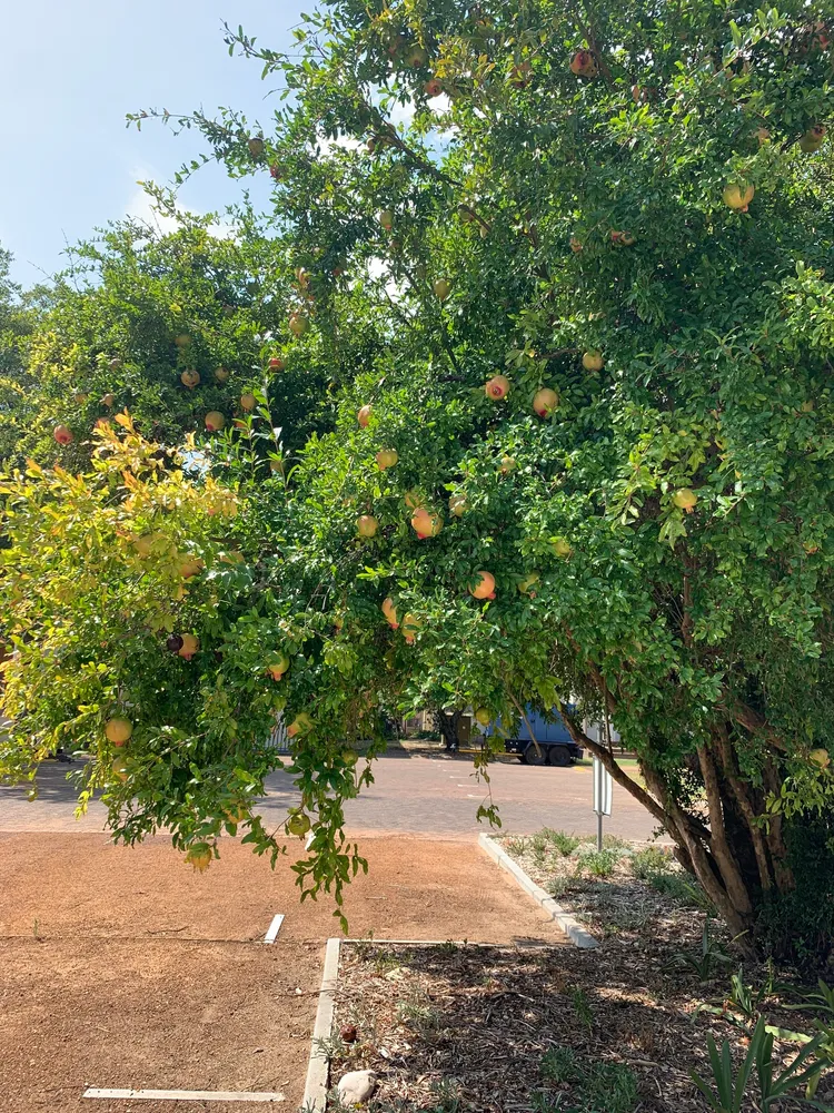 punica granatum plant showing characteristic features