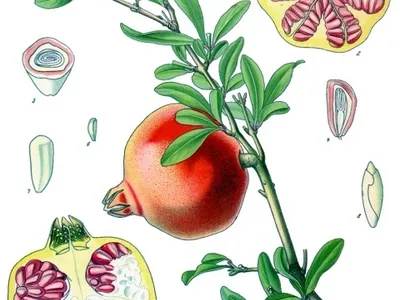 thumbnail punica granatum