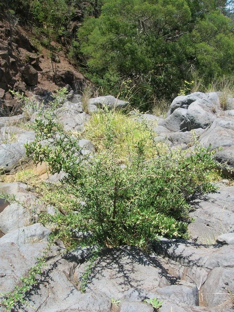 pyracantha angustifolia plant showing characteristic features