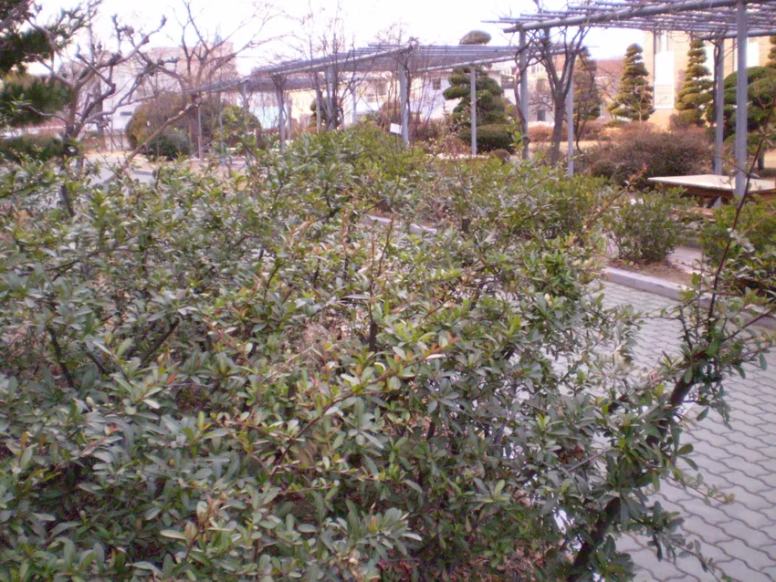 pyracantha angustifolia plant showing characteristic features