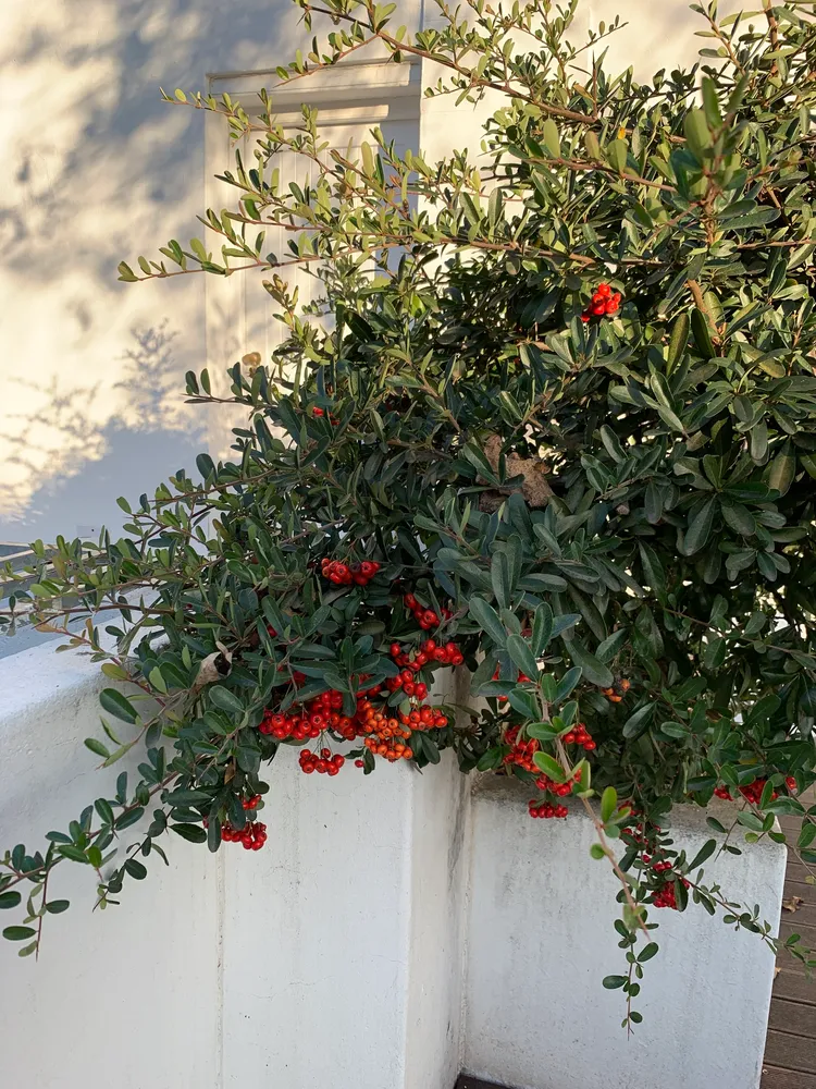 pyracantha angustifolia plant showing characteristic features