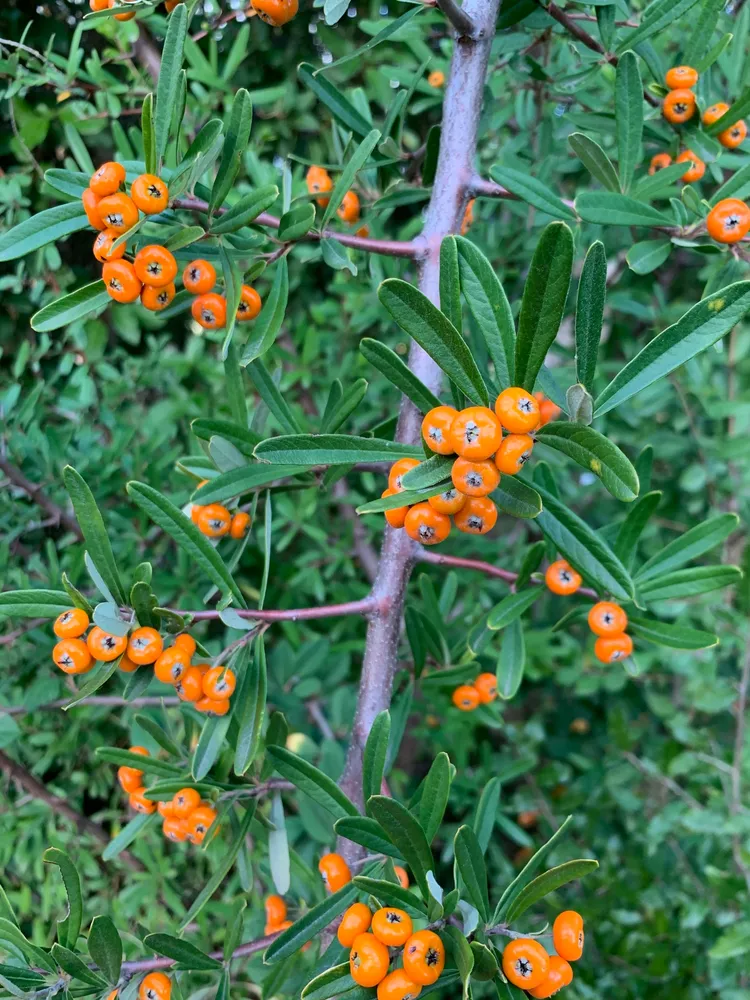 pyracantha angustifolia plant showing characteristic features