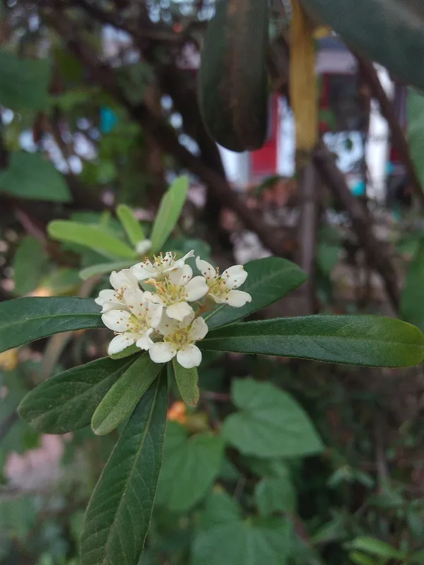 pyracantha angustifolia plant showing characteristic features