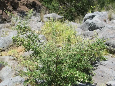 thumbnail pyracantha angustifolia