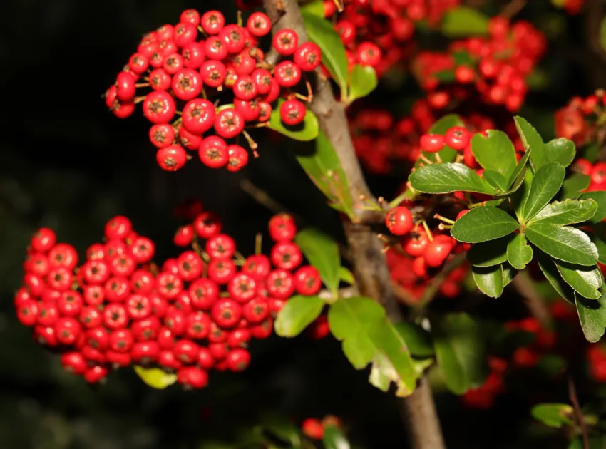 pyracantha coccinea plant showing characteristic features