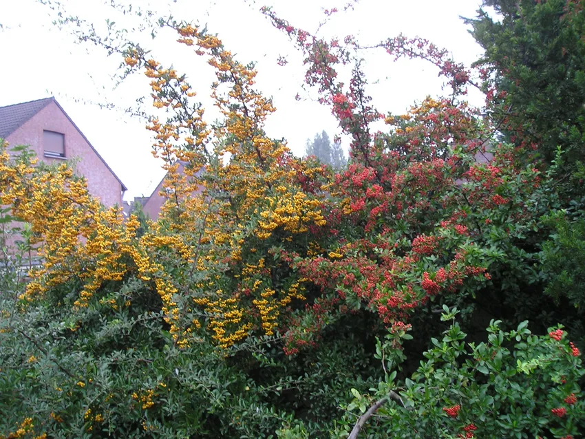 pyracantha coccinea plant showing characteristic features