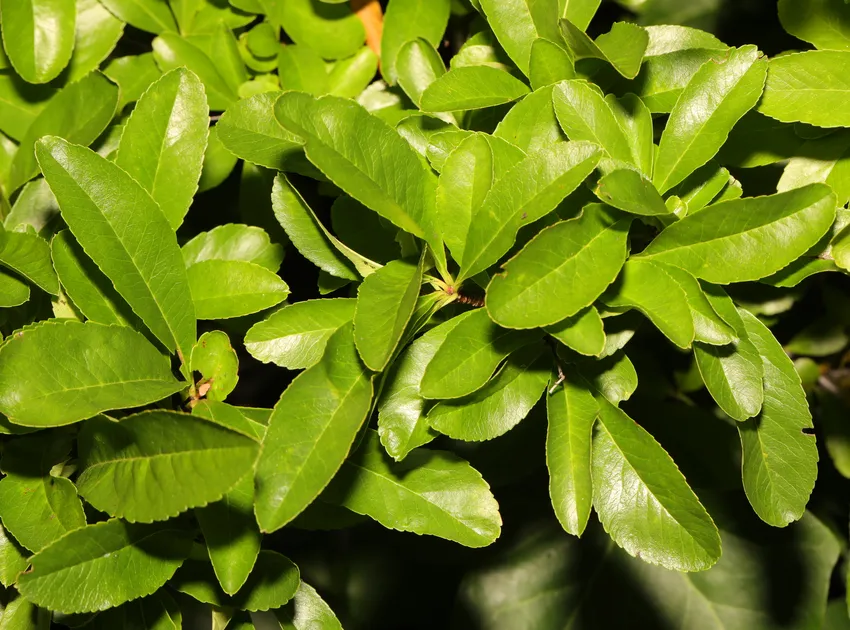 pyracantha coccinea plant showing characteristic features
