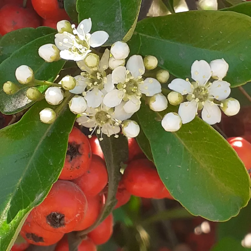 pyracantha coccinea plant showing characteristic features