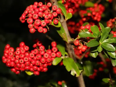 thumbnail pyracantha coccinea
