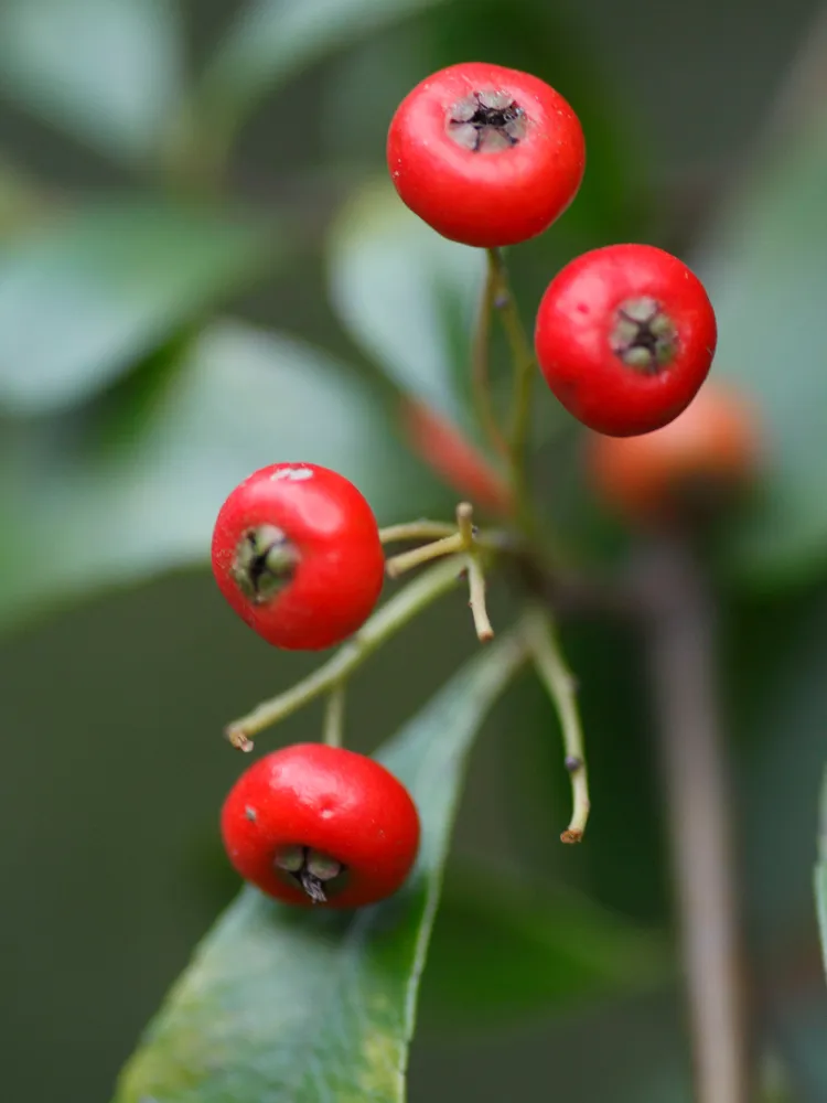 pyracantha crenatoserrata plant showing characteristic features