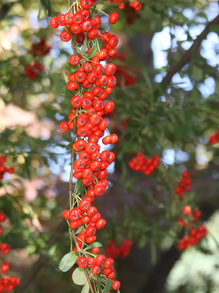 pyracantha crenatoserrata plant showing characteristic features