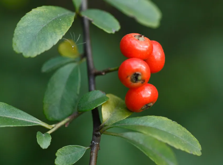 pyracantha fortuneana plant showing characteristic features