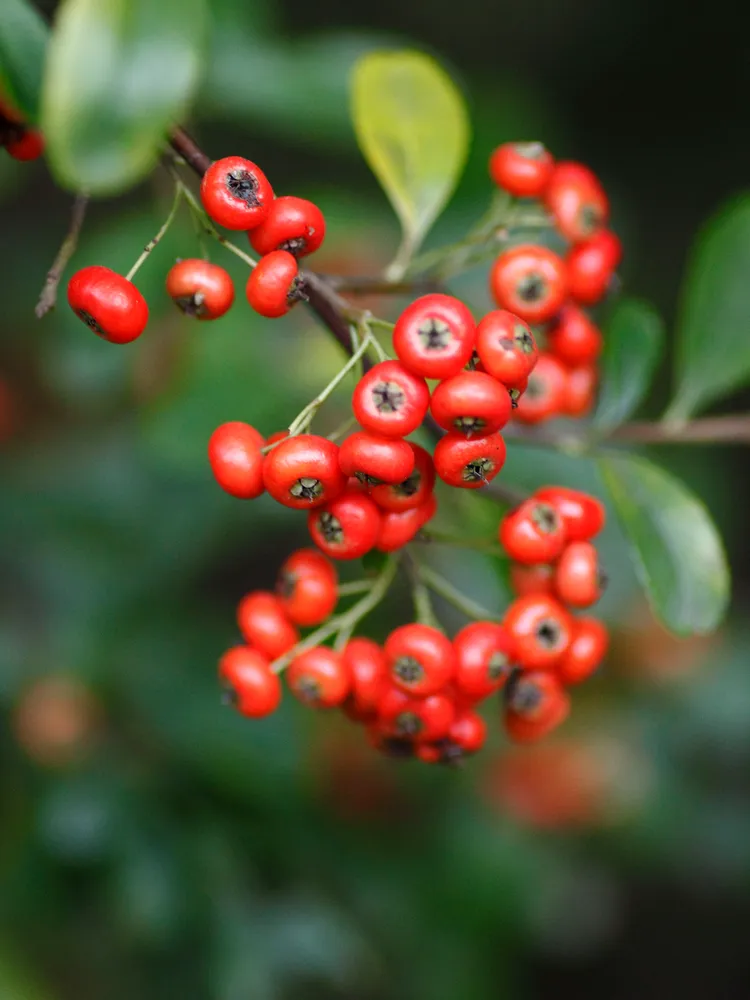 pyracantha fortuneana plant showing characteristic features