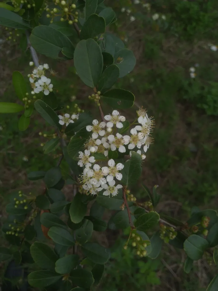 pyracantha fortuneana plant showing characteristic features