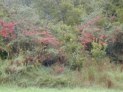 thumbnail pyracantha fortuneana