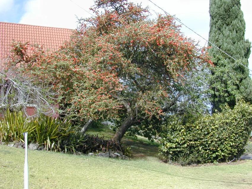 pyracantha koidzumii plant showing characteristic features
