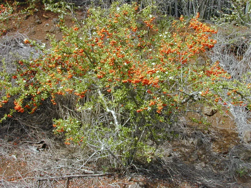 pyracantha koidzumii plant showing characteristic features