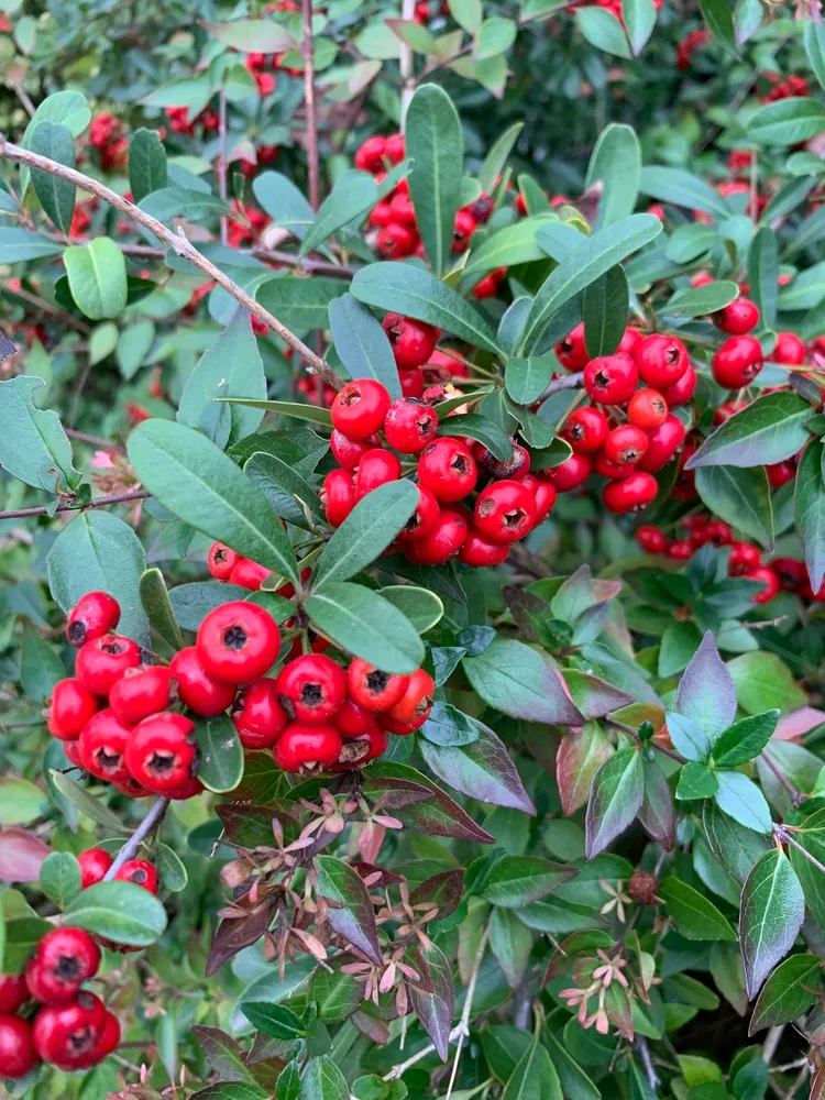pyracantha koidzumii plant showing characteristic features