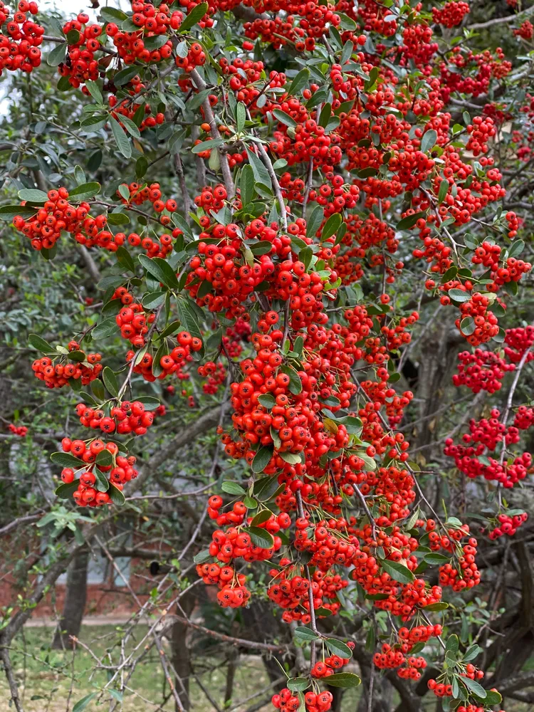 pyracantha koidzumii plant showing characteristic features