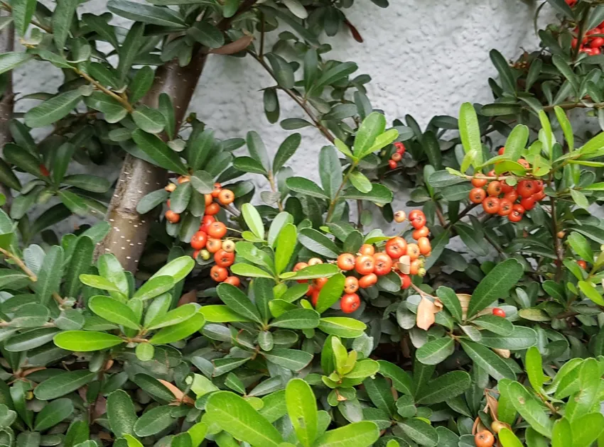 pyracantha koidzumii plant showing characteristic features