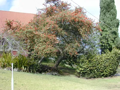 thumbnail pyracantha koidzumii